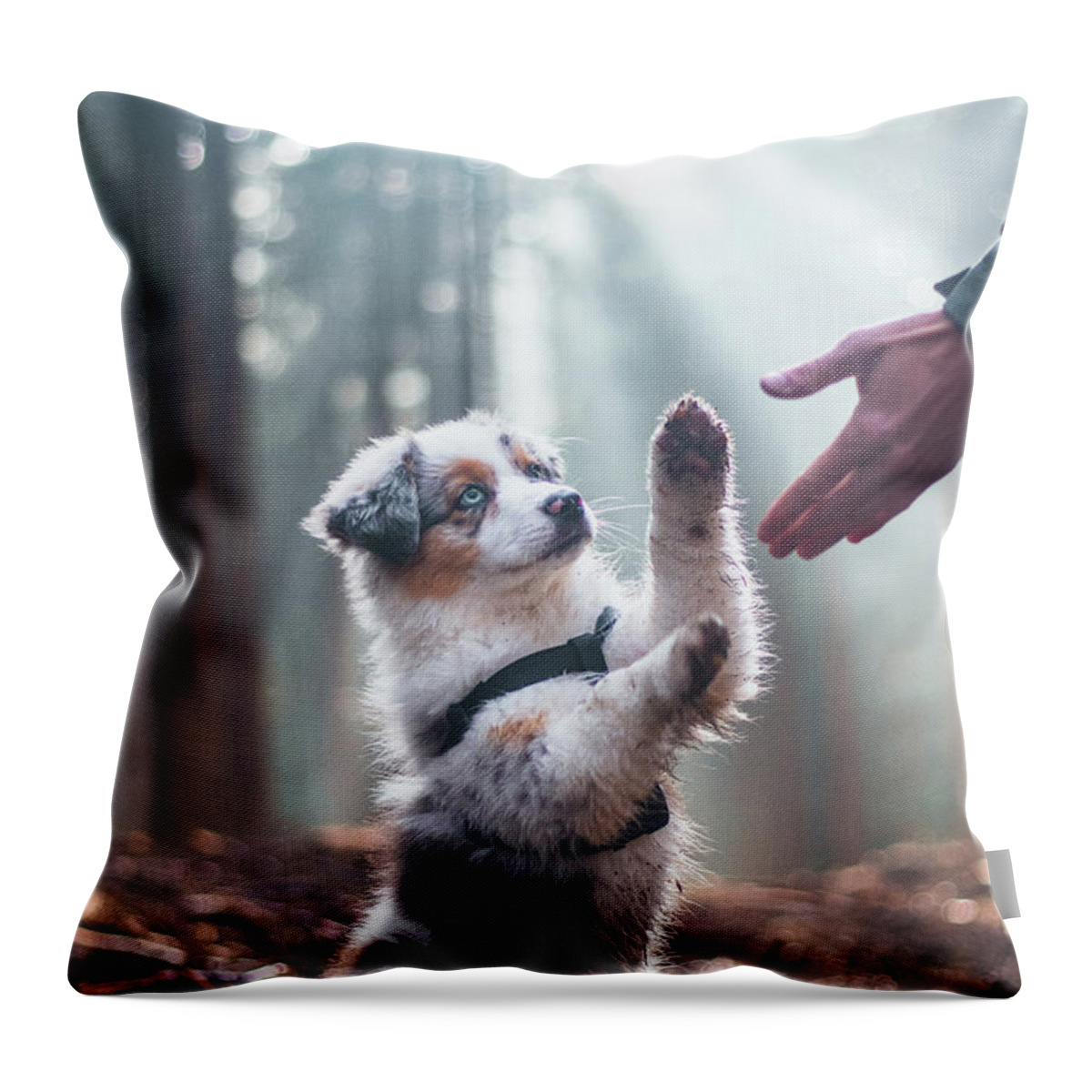 Breed Throw Pillow featuring the photograph Australian Shepherd puppy by Vaclav Sonnek