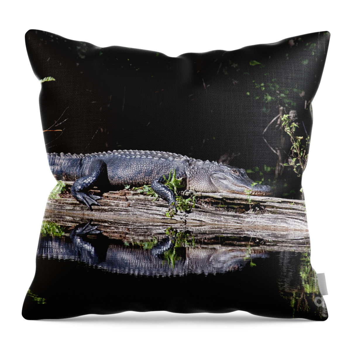 Alligator Throw Pillow featuring the photograph Cat Nap by Jayne Carney