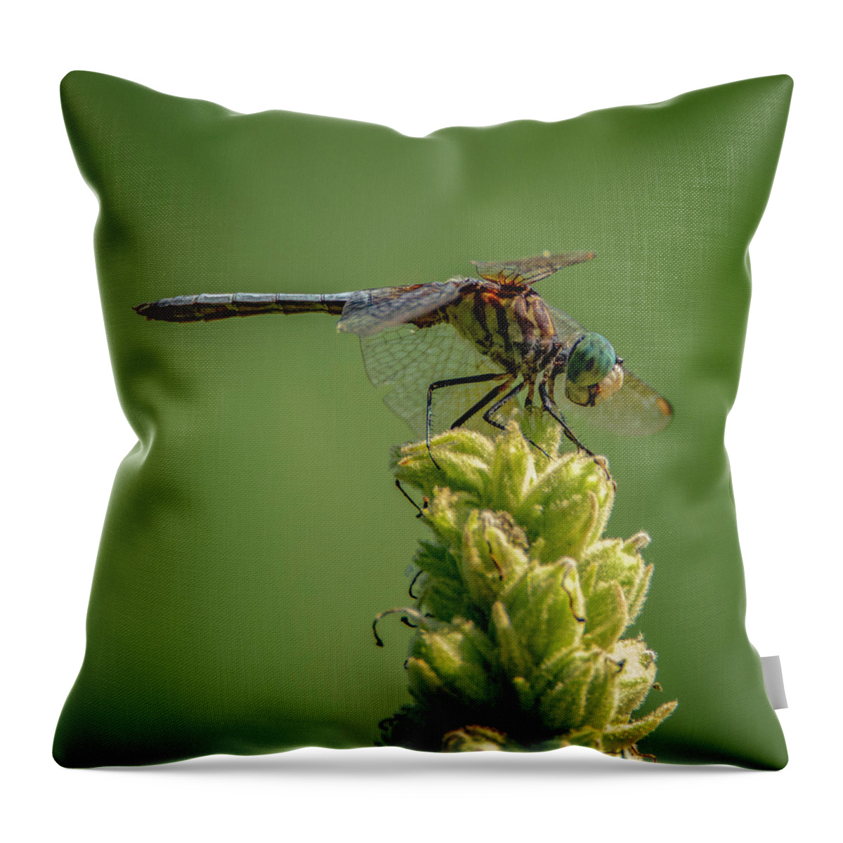 Insect Throw Pillow featuring the photograph Dragon Fly by Cathy Kovarik