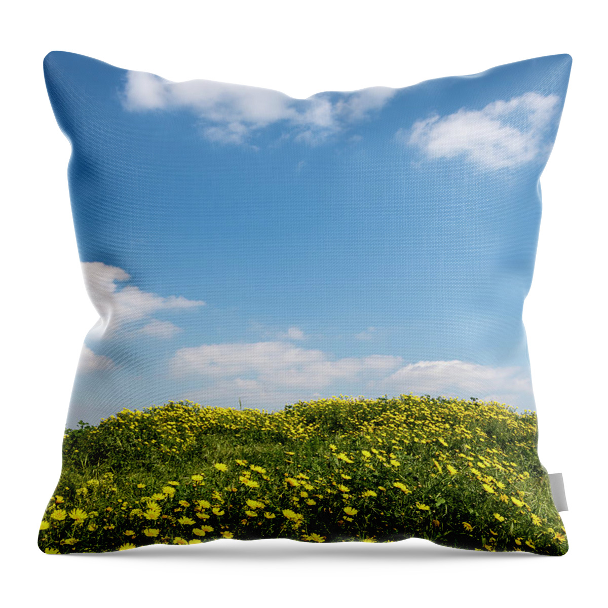 Flowers Throw Pillow featuring the photograph Field with yellow marguerite daisy blooming flowers against and blue cloudy sky. Spring landscape nature background by Michalakis Ppalis