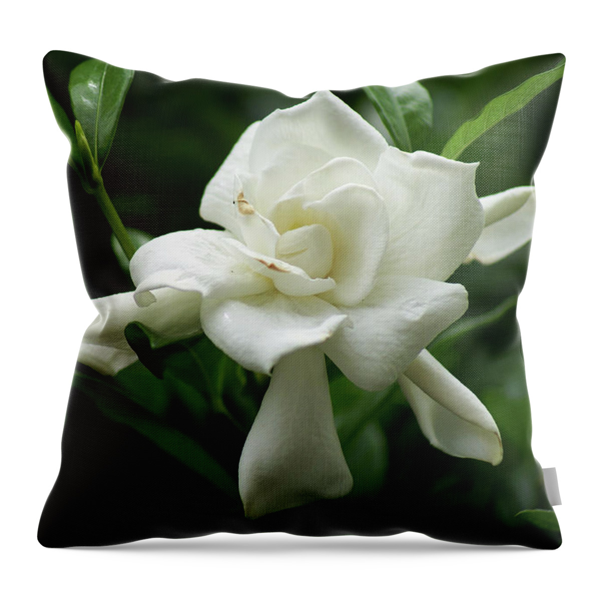  Throw Pillow featuring the photograph Gardenia by Heather E Harman