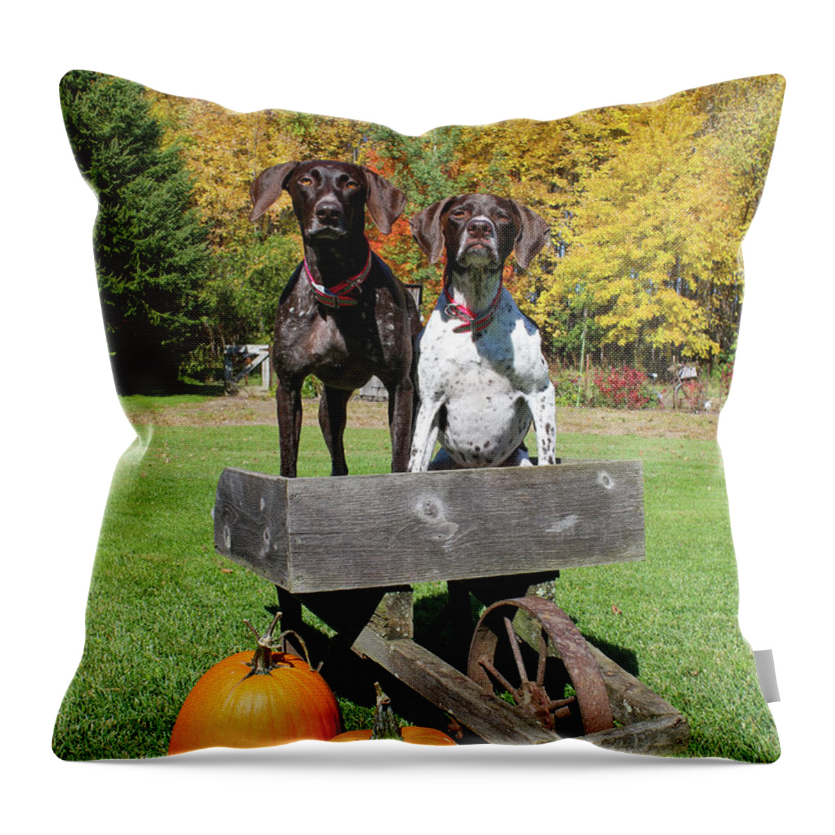 Gsp Throw Pillow featuring the photograph GSP Fall Portrait by Brook Burling