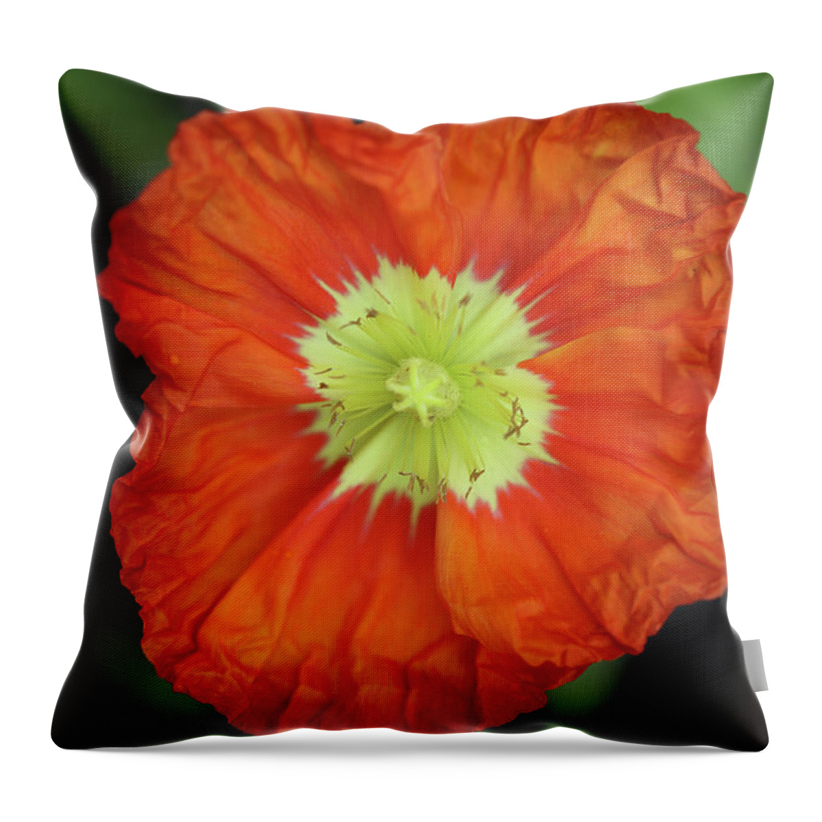 Iceland Poppy Throw Pillow featuring the photograph Iceland Poppy by Tammy Pool