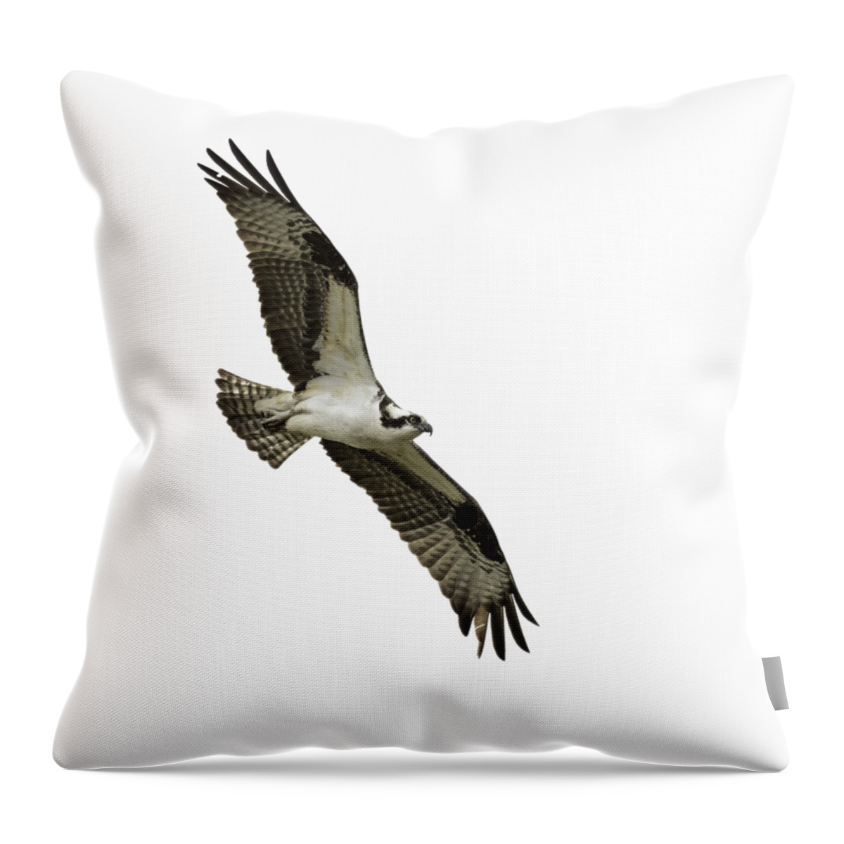 Osprey Throw Pillow featuring the photograph Isolated Osprey 2021-1 by Thomas Young