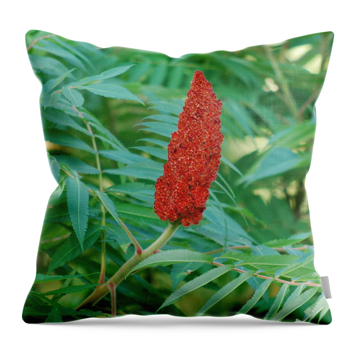 Staghorn Sumac Throw Pillow featuring the photograph Staghorn Sumac by Ee Photography