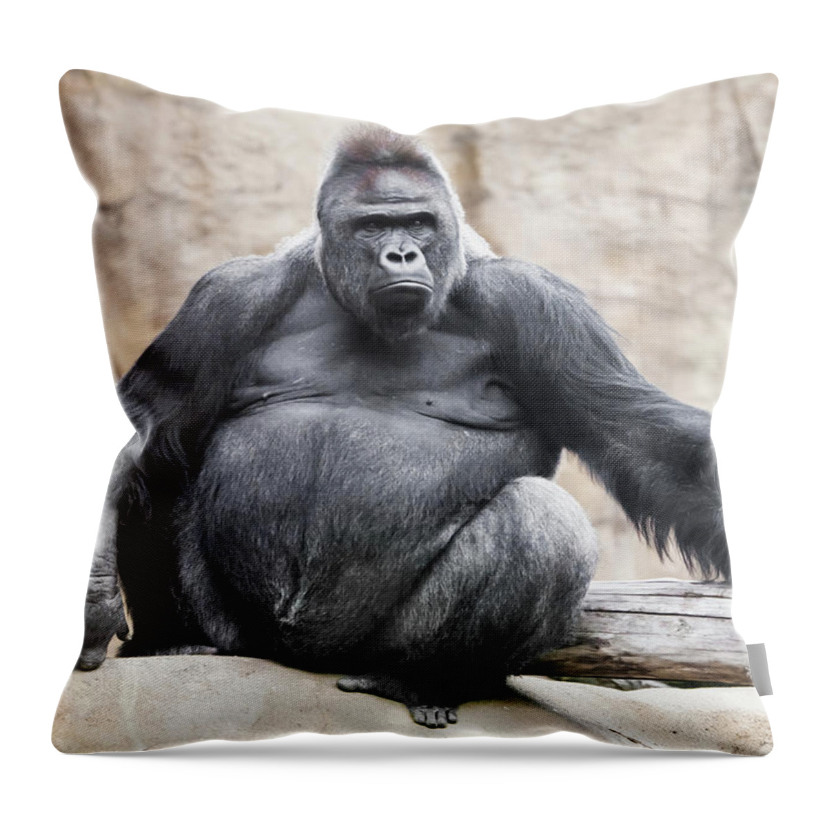 https://render.fineartamerica.com/images/rendered/default/throw-pillow/images/artworkimages/medium/3/1-powerful-dominant-male-gorilla-sits-on-a-background-of-stones-an-michael-semenov.jpg?&targetx=-119&targety=0&imagewidth=718&imageheight=479&modelwidth=479&modelheight=479&backgroundcolor=5C5C5D&orientation=0&producttype=throwpillow-14-14