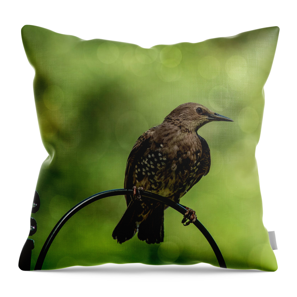 Bird.european Starling Throw Pillow featuring the photograph Pretty Bird by Cathy Kovarik