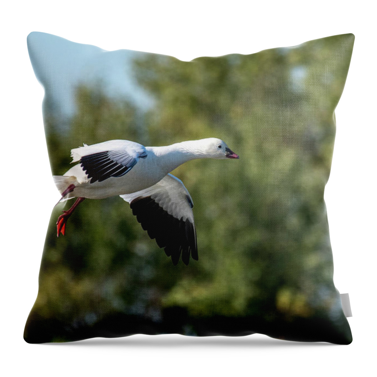 Goose Throw Pillow featuring the photograph Snow Goose by Jerry Cahill