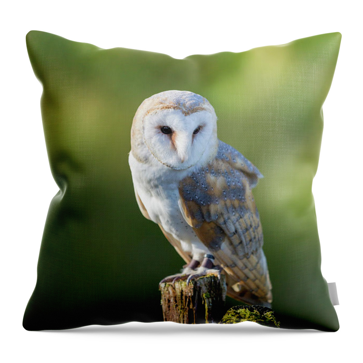 Barn Owl Throw Pillow featuring the photograph Barn Owl by Anita Nicholson