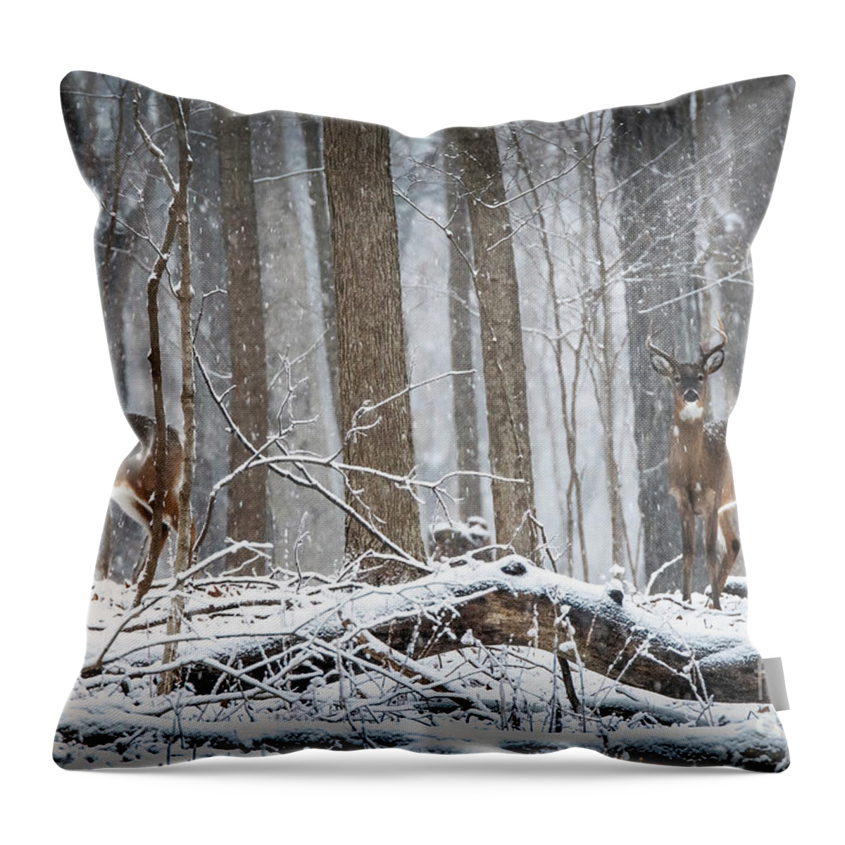 White-tailed Deer Throw Pillow featuring the photograph 2 Bucks in a Snow Storm by Sandra Rust