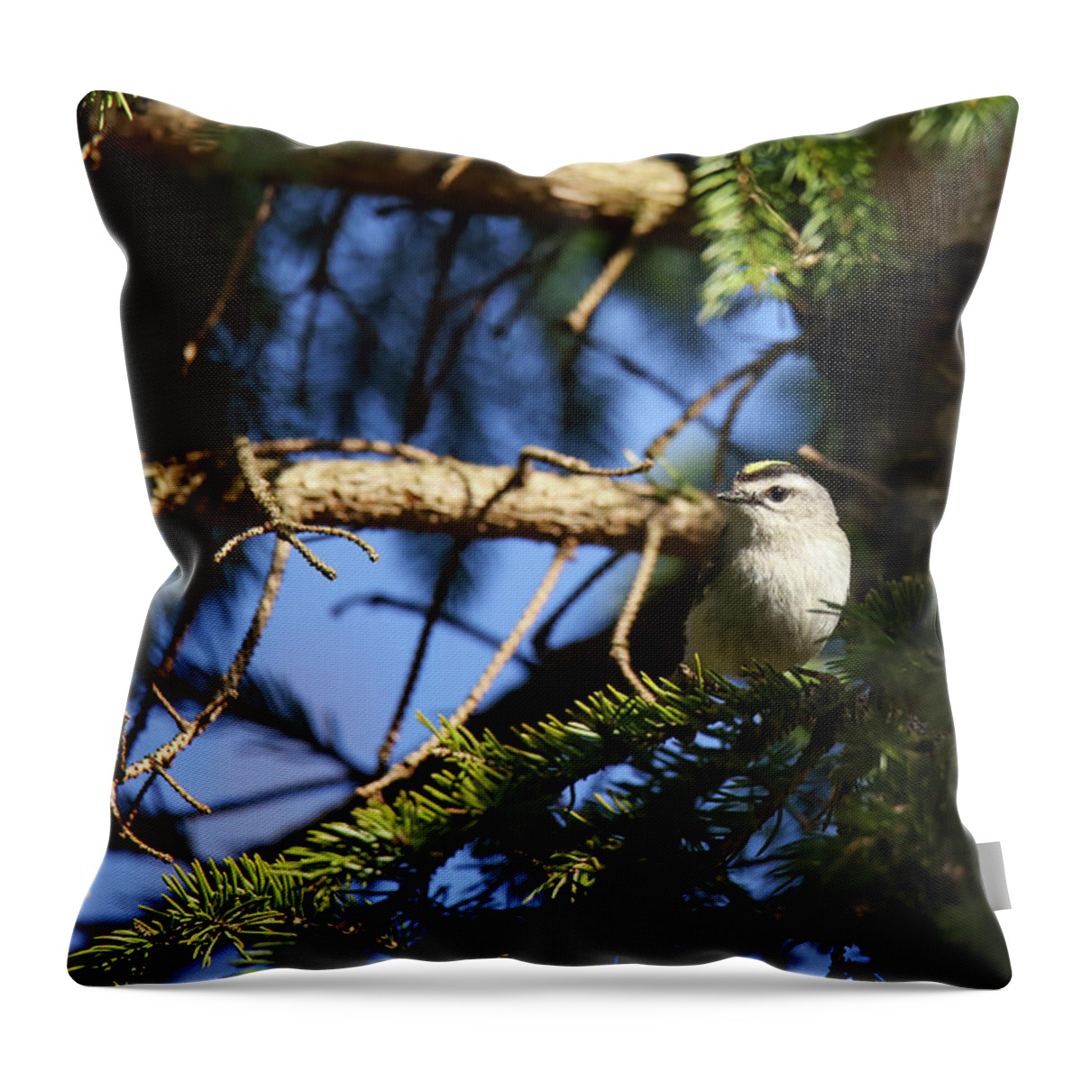 Gold Crowned Kinglet Throw Pillow featuring the photograph Gold Crowned Kinglet #2 by Brook Burling