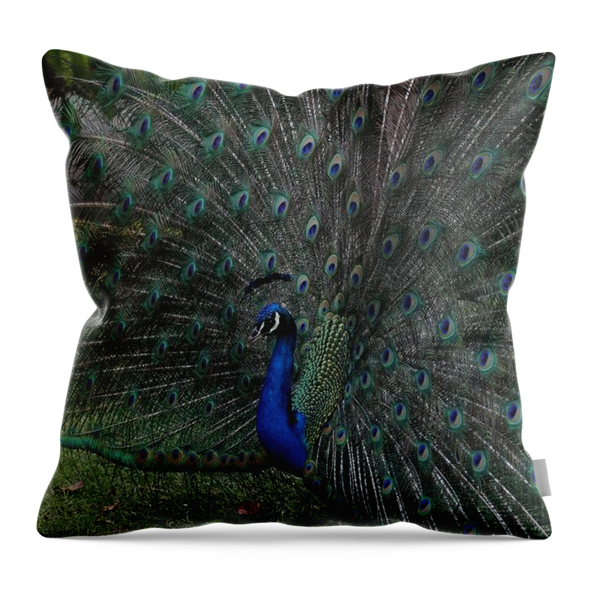 Indian Peafowl Throw Pillow featuring the photograph Peacock Fanning Tail by Mingming Jiang