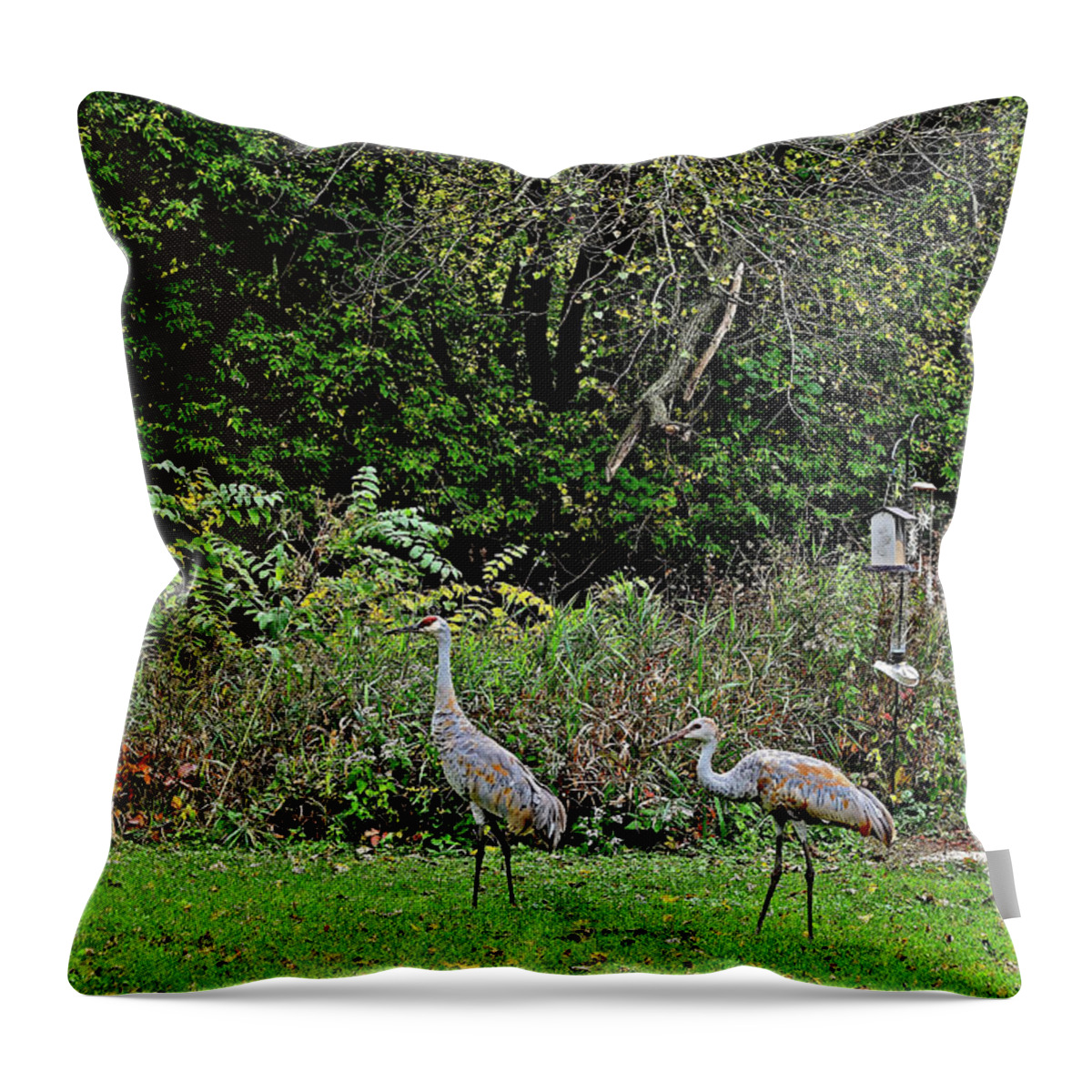 Sandhill Cranes; Backyard; Birds; Throw Pillow featuring the photograph 2021 Fall Sandhill Cranes 4 by Janis Senungetuk