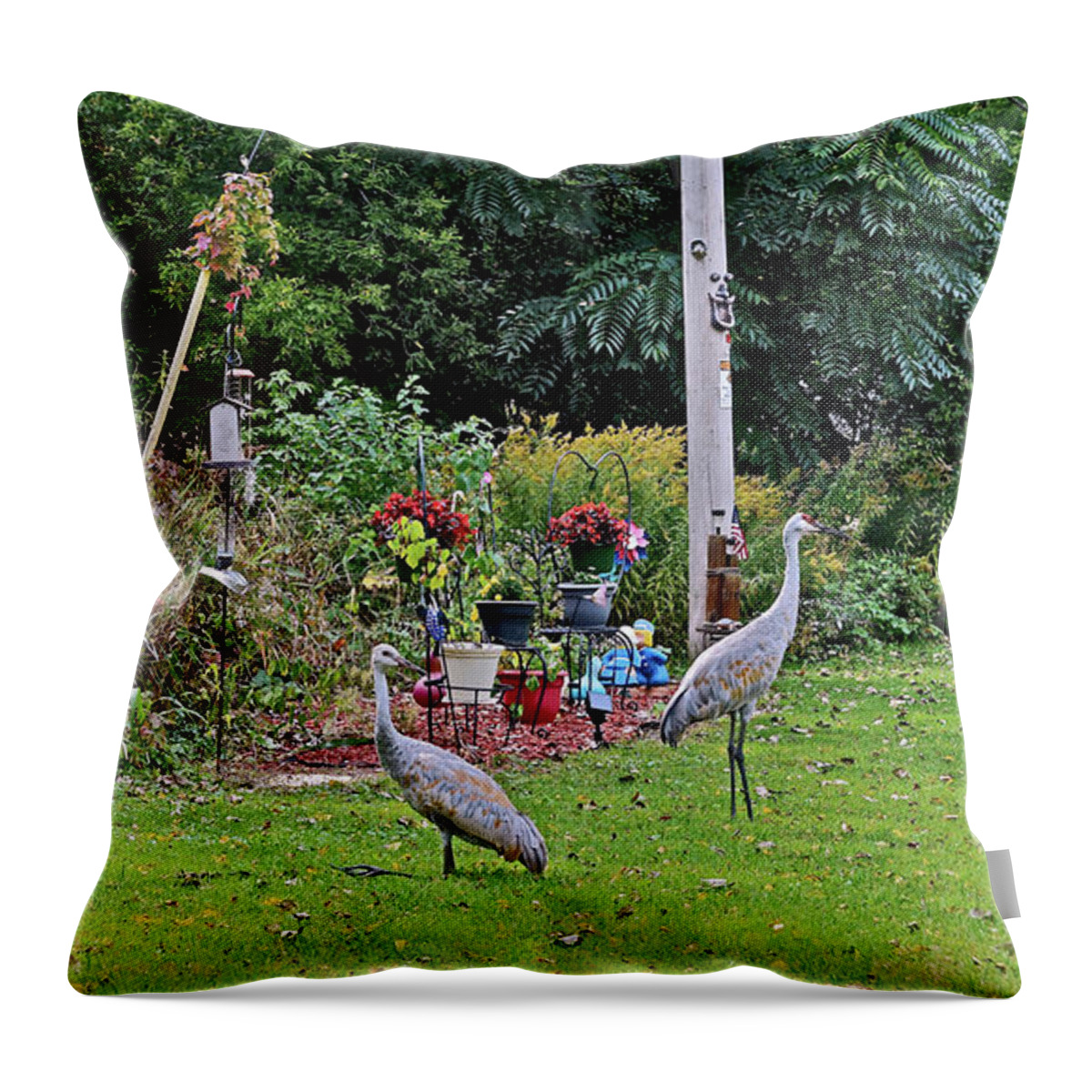 Sandhill Cranes; Birds; Backyard; Throw Pillow featuring the photograph 2021 Fall Sandhill Cranes 6 by Janis Senungetuk