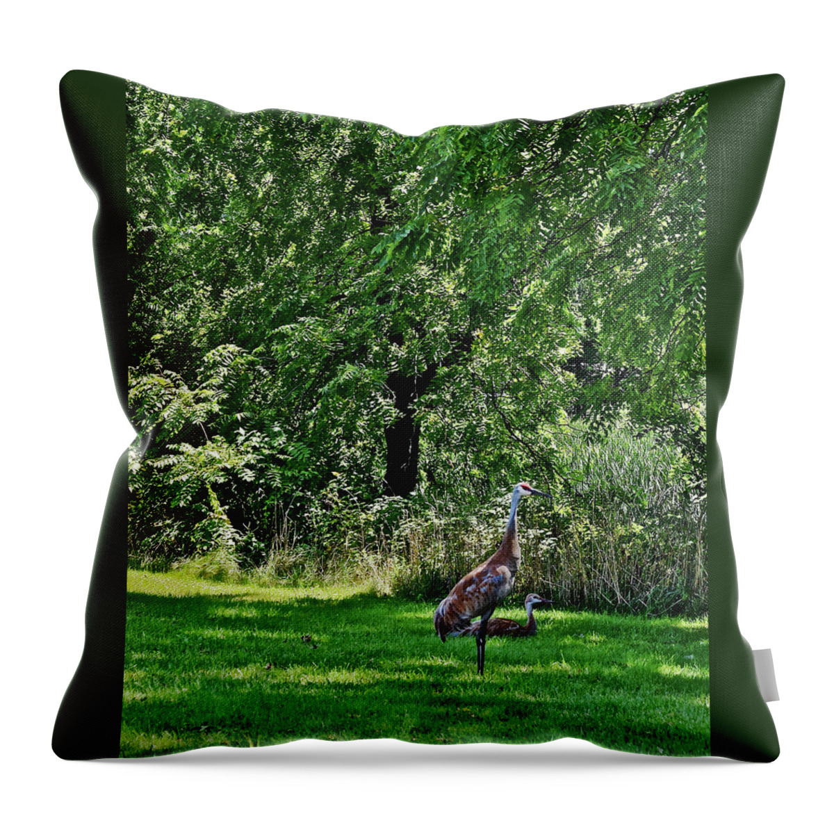 Sandhill Cranes Throw Pillow featuring the photograph 2021 Sandhill Crane Family 2 by Janis Senungetuk