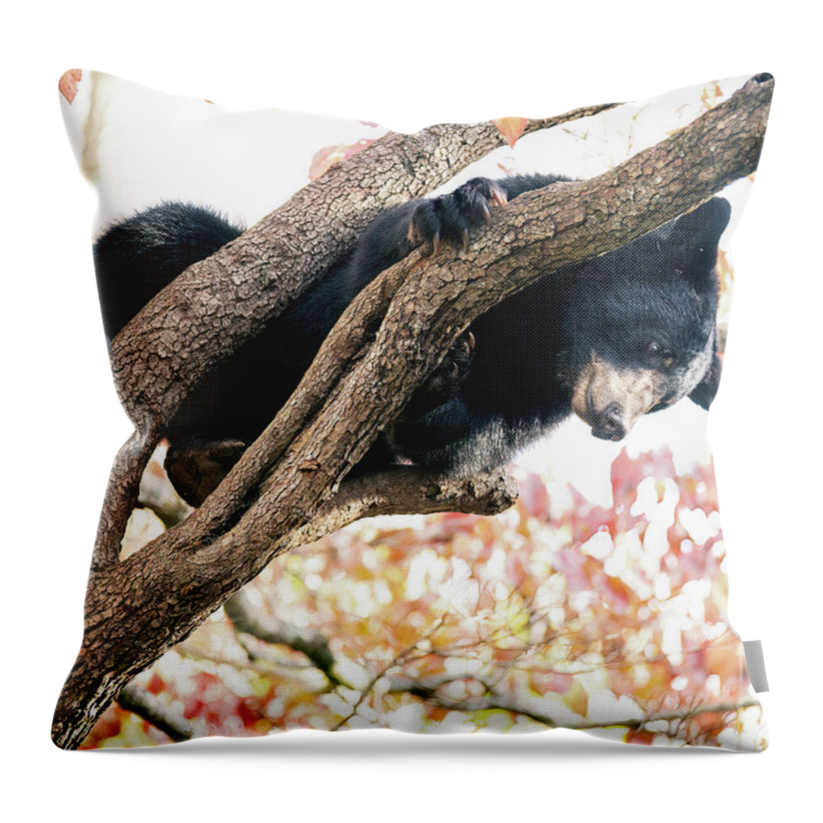 Asheville Bear Throw Pillow featuring the photograph Young Bear in Dogwood Tree by David Oppenheimer