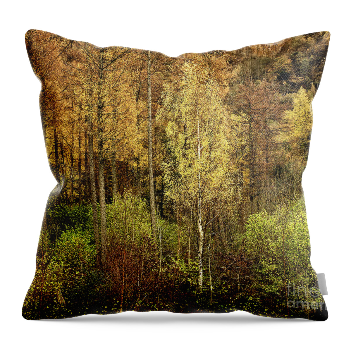 50 Shades Gold Golden Autumn Wonderland Fall Smart Uk Woodland Woods Forest Trees Foliage Leaves Beautiful Birch Crown Beauty Landscape Rich Colors Yellow Delightful Magnificent Mindfulness Serenity Inspirational Serene Tranquil Tranquillity Magic Charming Atmospheric Aesthetic Attractive Picturesque Scenery Glorious Impressionistic Impressive Pleasing Stimulating Magical Vivid Trunks Effective Green Bushes Delicate Gentle Joy Enjoyable Relaxing Pretty Uplifting Poetic Orange Red Fantastic Tale Throw Pillow featuring the photograph Fifty Shades Of Gold by Tatiana Bogracheva