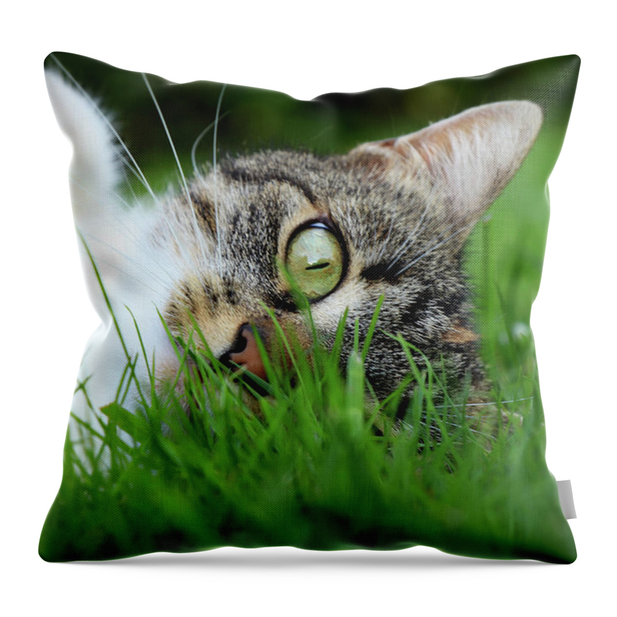 Domestic Cat Throw Pillow featuring the photograph Gaze of a domestic cat by Vaclav Sonnek