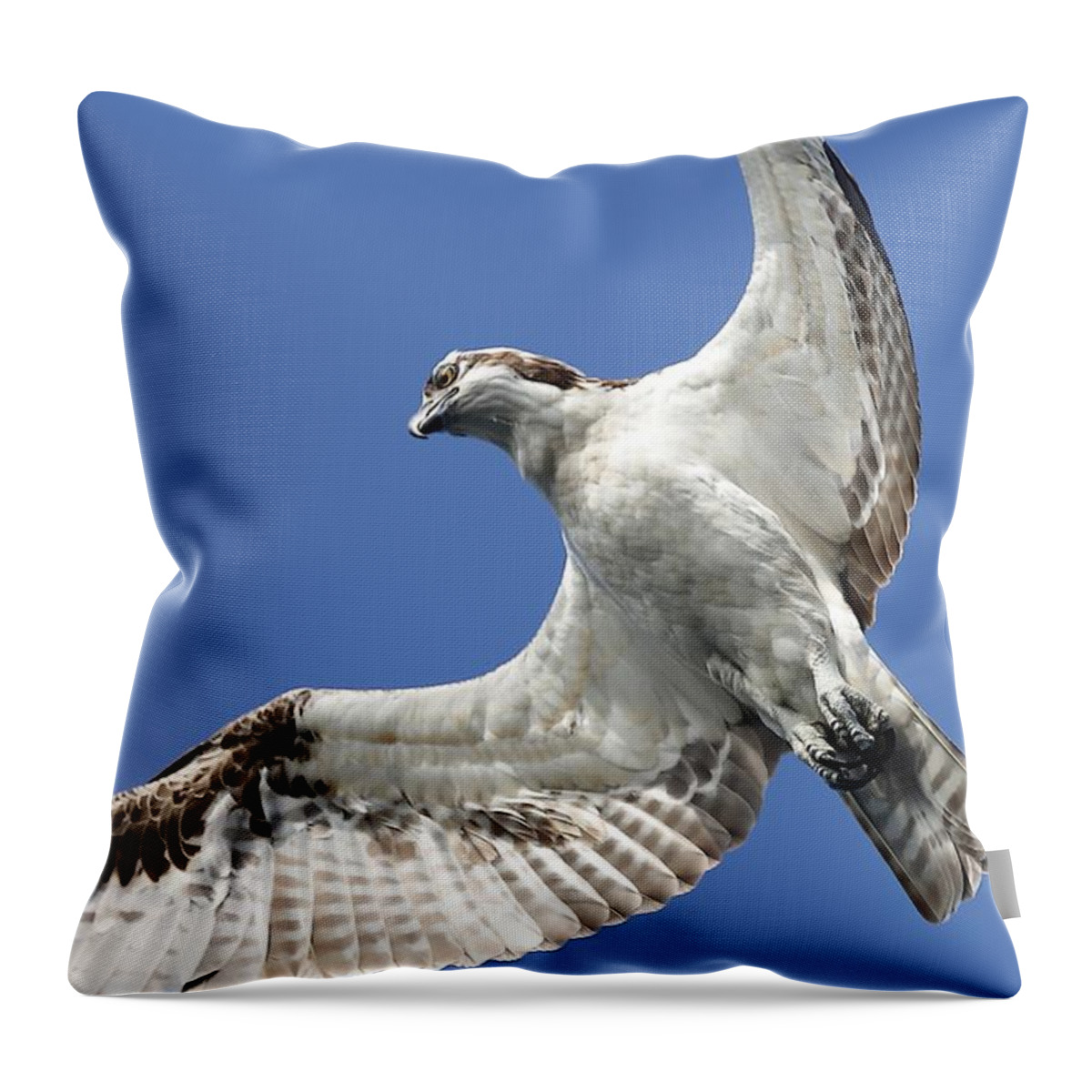 Osprey Throw Pillow featuring the photograph A Close-Up of Osprey by Mingming Jiang