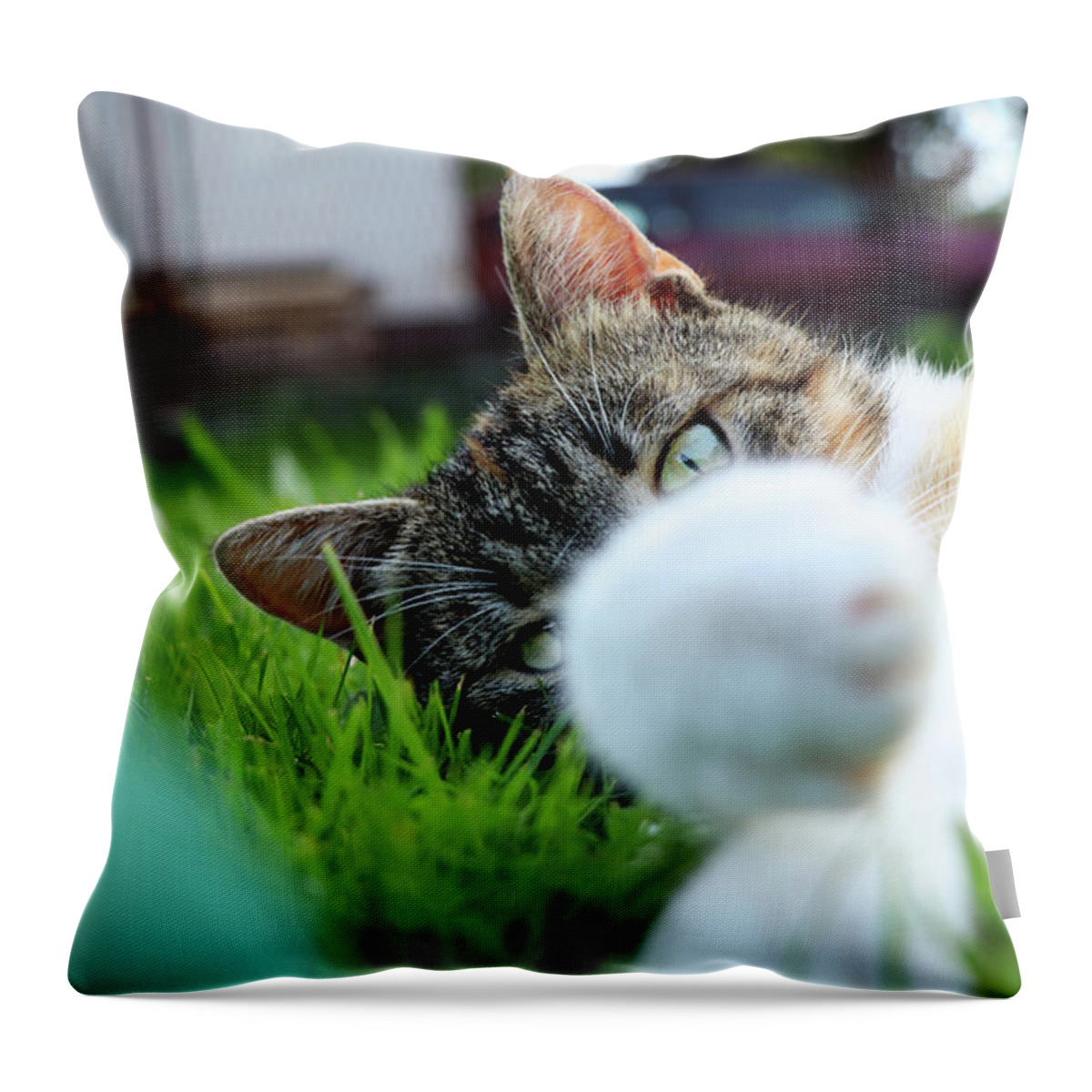 Golden Hour Throw Pillow featuring the photograph Cat head looking from behind her paws and look right to camera. by Vaclav Sonnek