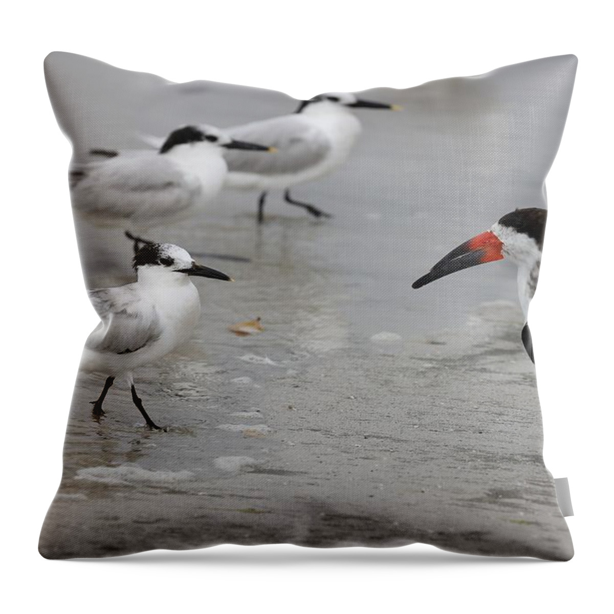 Terns Throw Pillow featuring the photograph A Friendly Encounter by Mingming Jiang