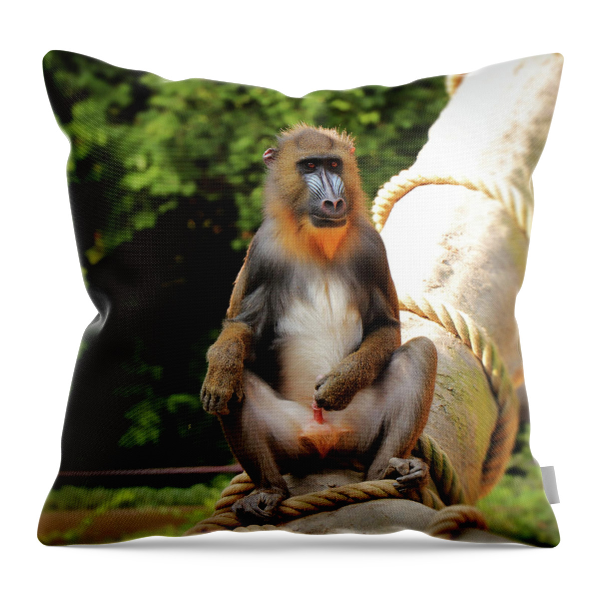 Mandrill Throw Pillow featuring the photograph Mandrillus sphinx sitting on the trunk by Vaclav Sonnek