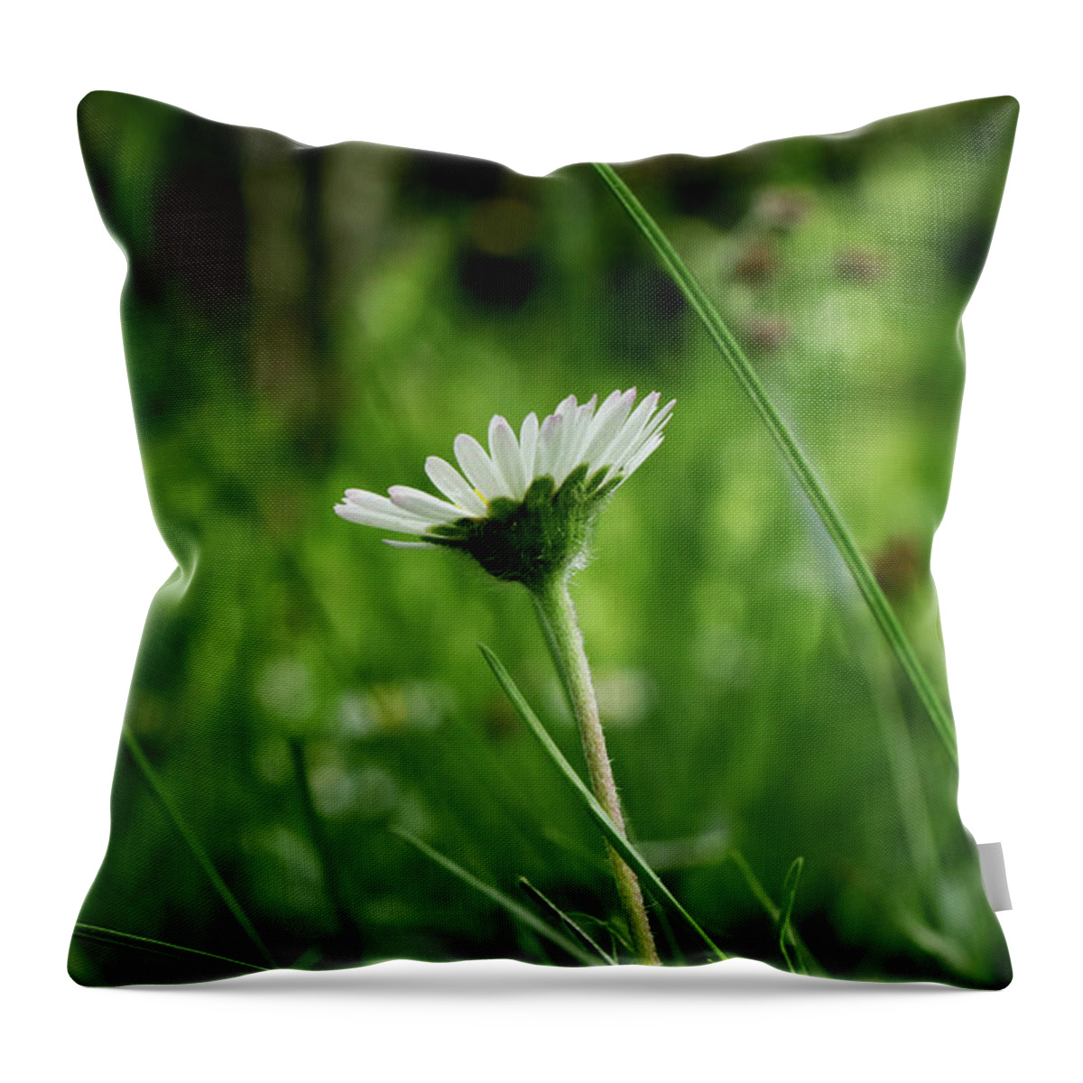 Bellis Perennis Throw Pillow featuring the photograph A one daisy in the middle of grassland. View is from down heading up. Springtime and summer come to our lands by Vaclav Sonnek