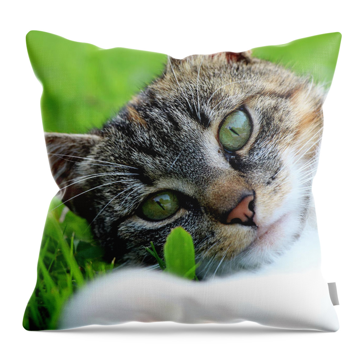 Golden Hour Throw Pillow featuring the photograph A part of body of domestic cat lying in grass and looking on camera in right moment by Vaclav Sonnek