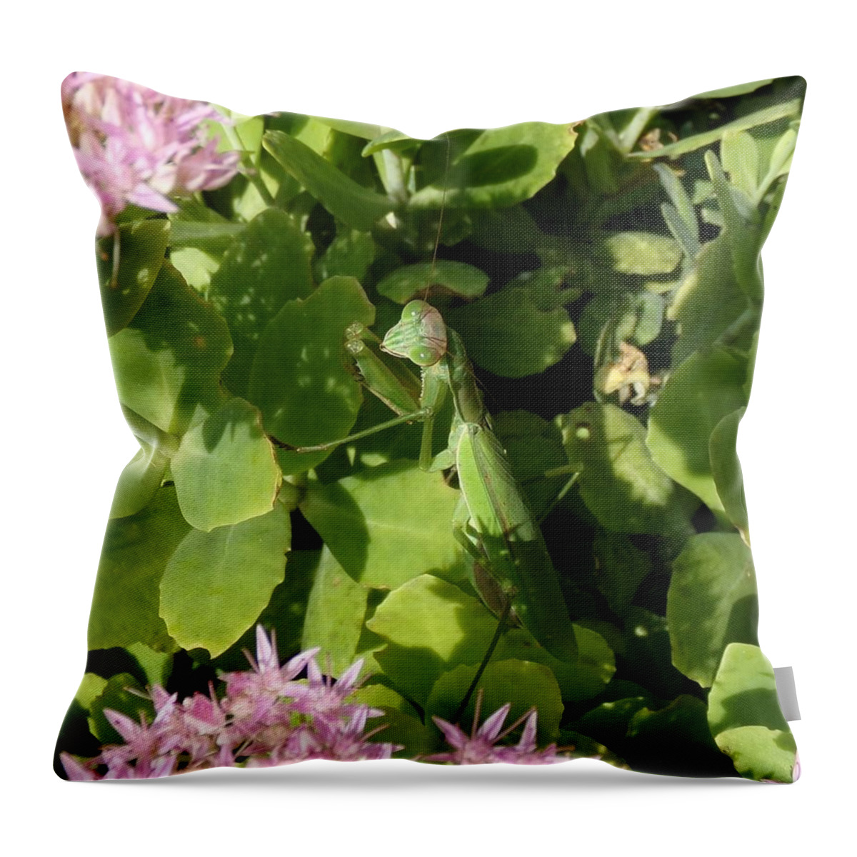 Mantis Throw Pillow featuring the photograph A Predator Lurks by Christopher Reed