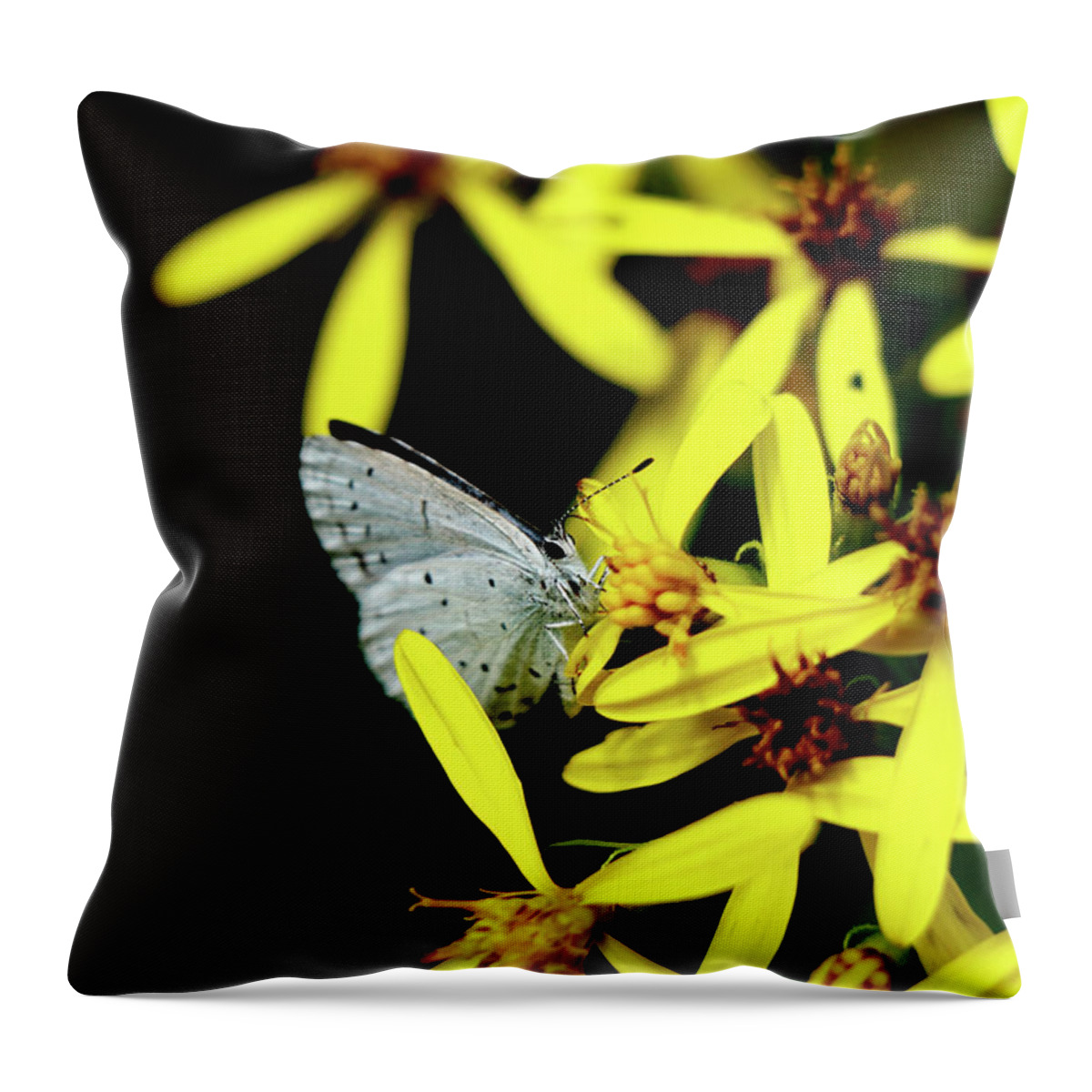 Celastrina Argiolus Throw Pillow featuring the photograph Butterfly Holly blue on yellow flower by Vaclav Sonnek