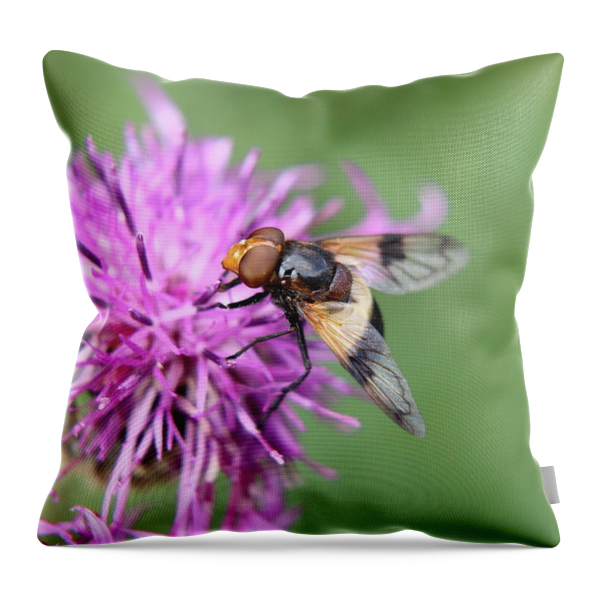 Volucella Pellucens Throw Pillow featuring the photograph A Volucella pellucens pollinating red clover by Vaclav Sonnek