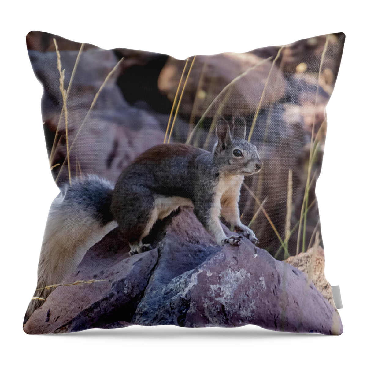 Squirrel Throw Pillow featuring the photograph Abert's Squirrel by Laura Putman
