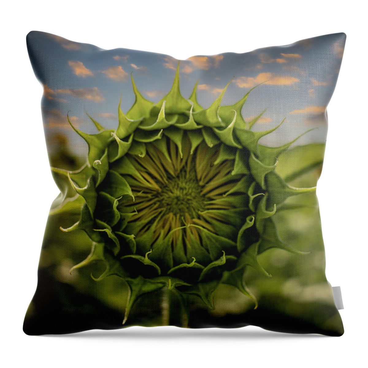 Sunflower Throw Pillow featuring the photograph About To Pop Out by Rick Nelson