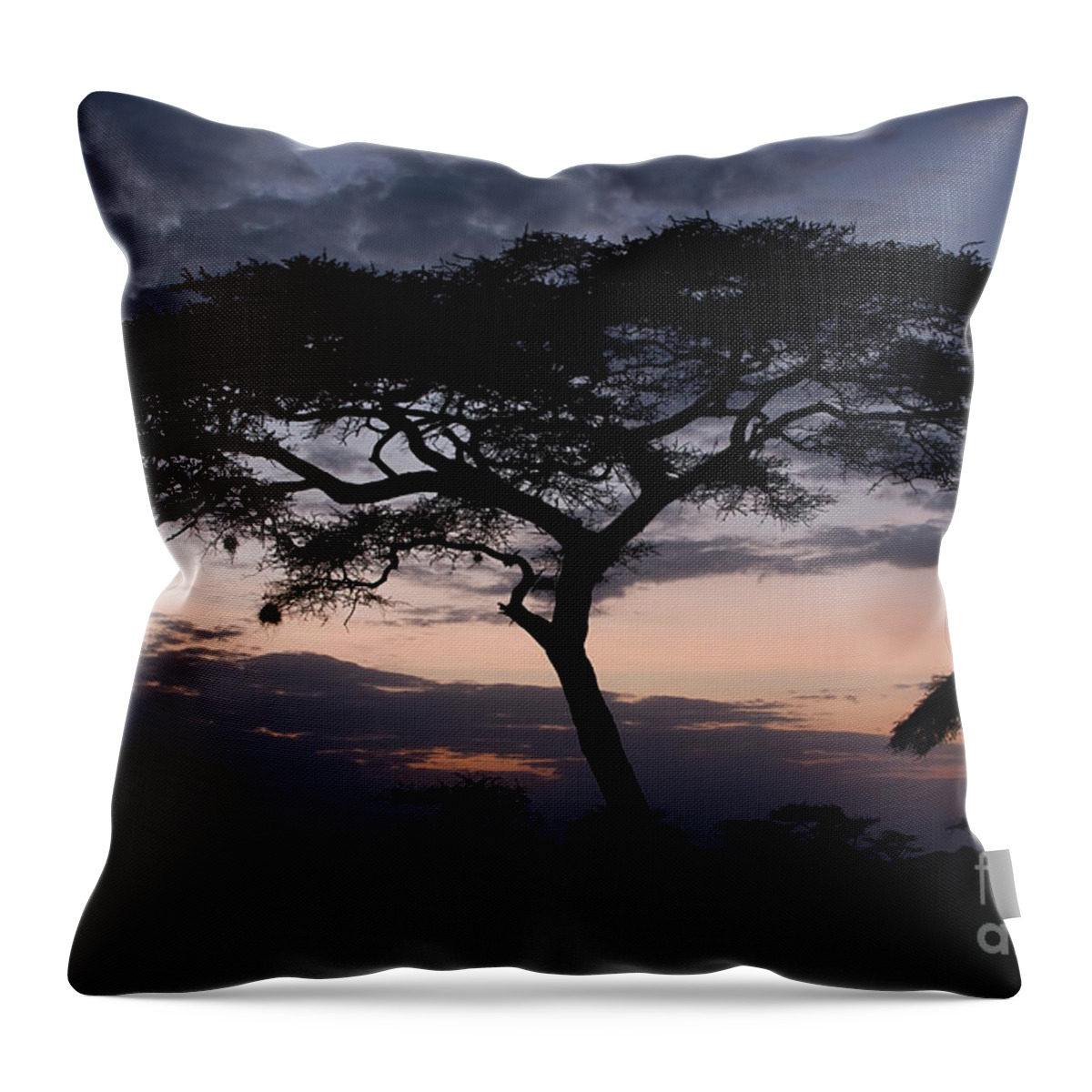 Acacia Throw Pillow featuring the photograph Acacia Trees Sunset by Chris Scroggins