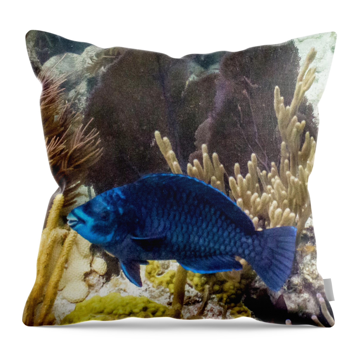 Animals Throw Pillow featuring the photograph After Midnight by Lynne Browne