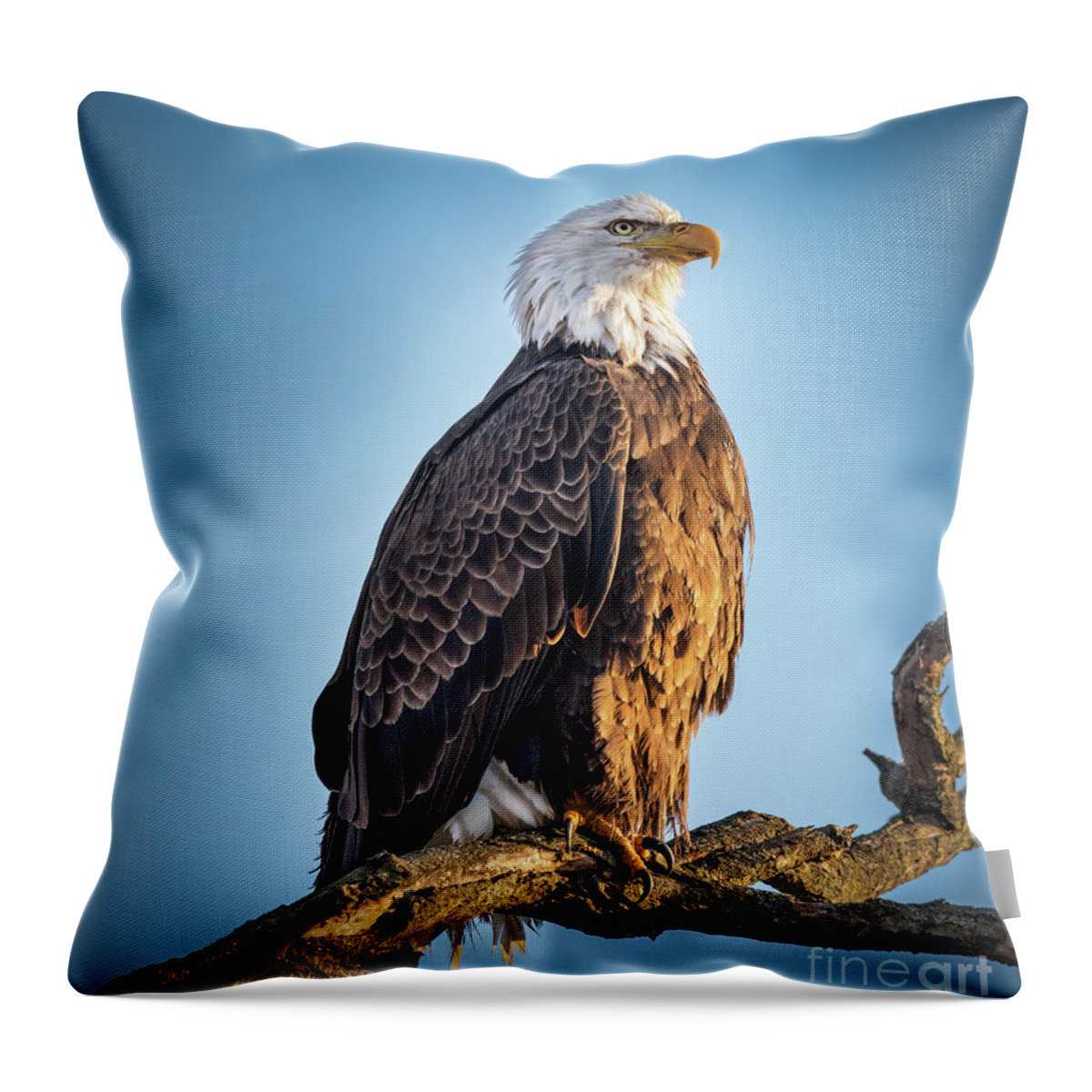 American Bald Eagle Throw Pillow featuring the photograph American Bald Eagle on a Branch by Sandra Rust