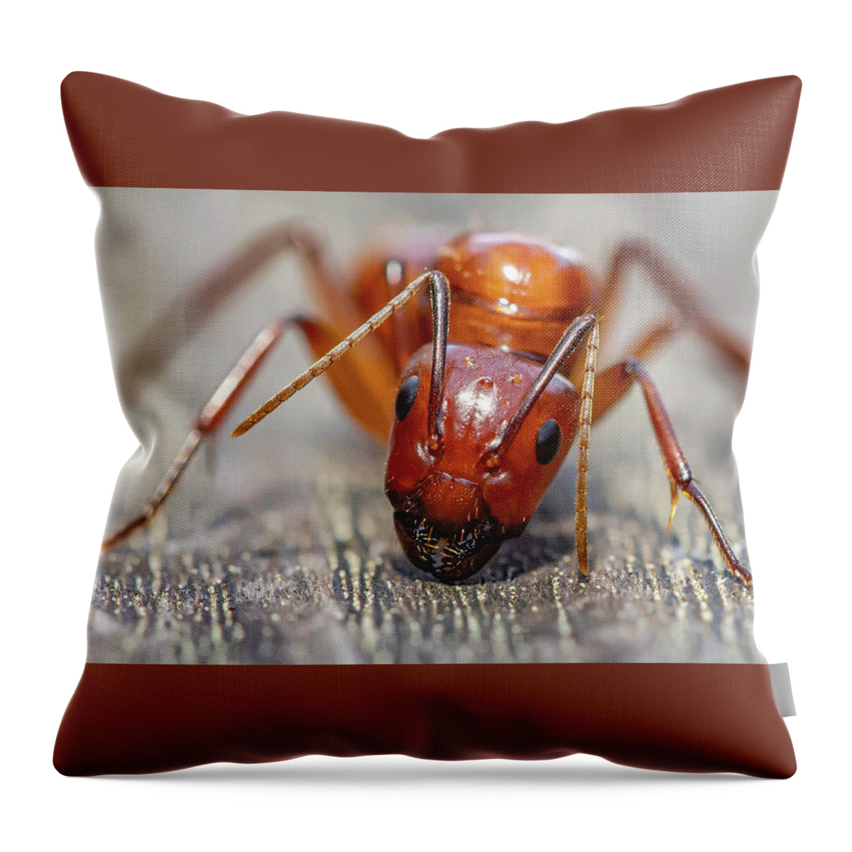 Ant Throw Pillow featuring the photograph Ant by Anna Rumiantseva