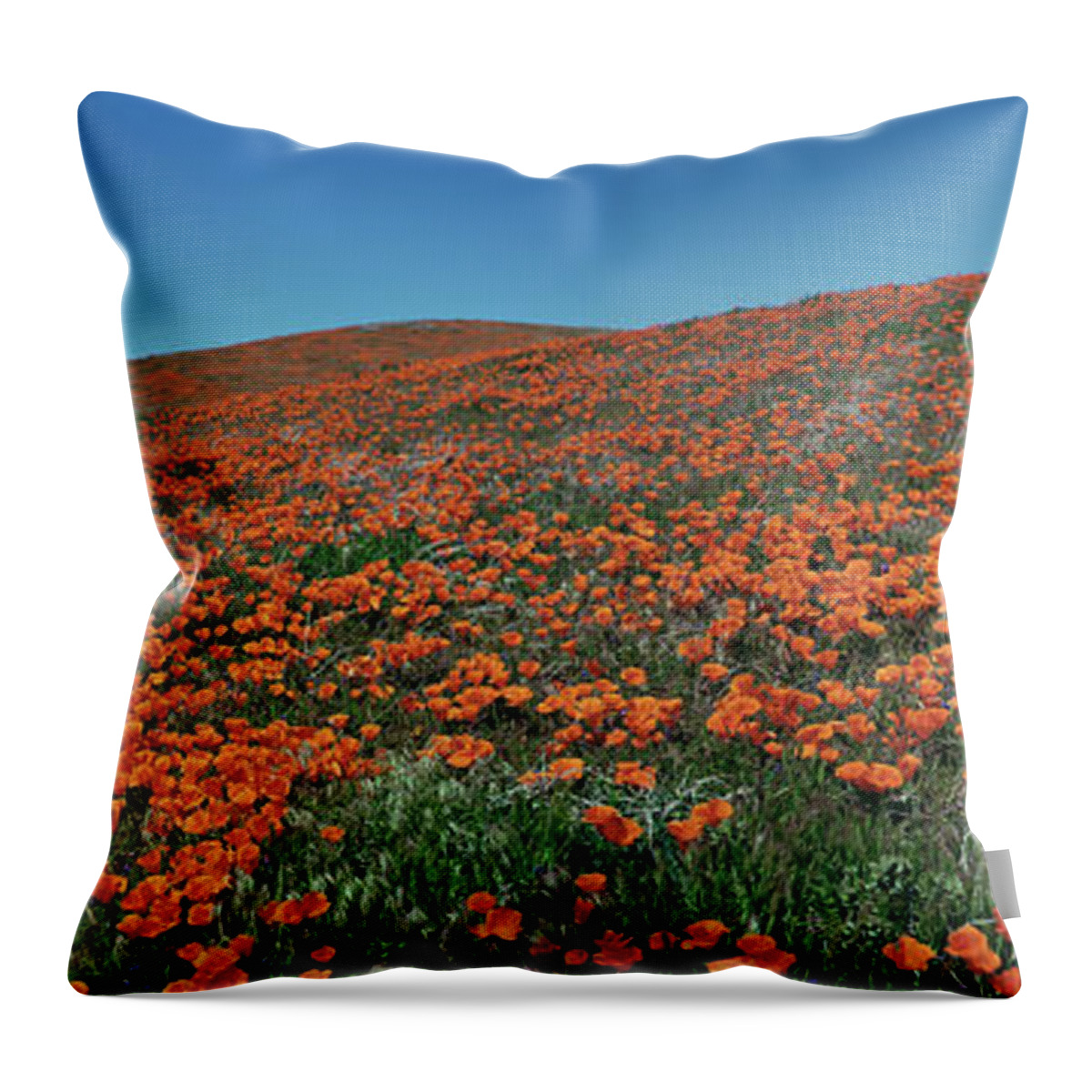 Tom Daniel; Photo; Photography; Photographer; Tom Daniels; California; Ca; Usa; West; American West; Flower; Flowers; Wildflower; Wildflowers; Bloom; Horizontal; Lancaster; Poppy; Poppies; Antelope Valley; State Flower Throw Pillow featuring the photograph Antelope Valley Poppy Reserve by Tom Daniel