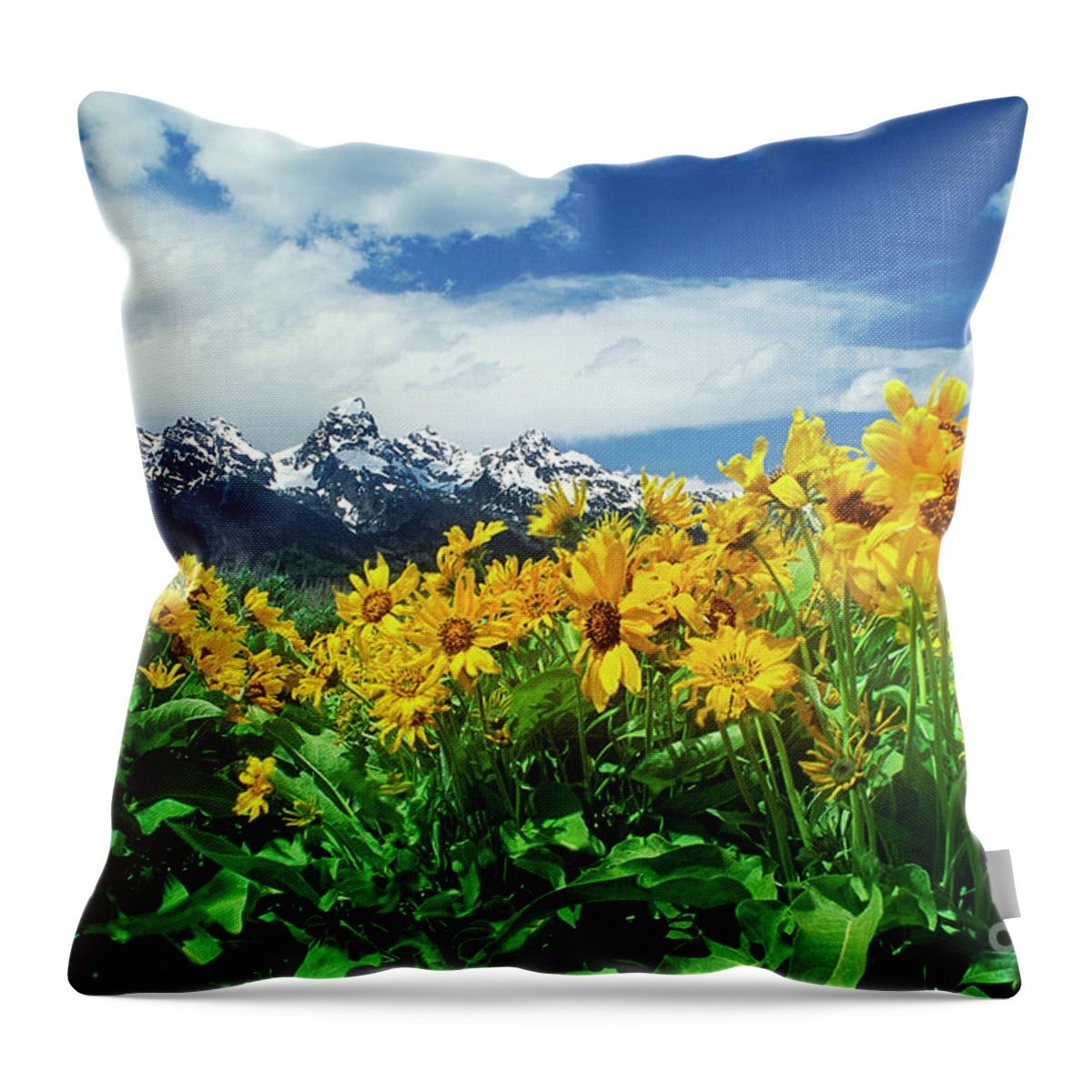 Dave Welling Throw Pillow featuring the photograph Arrowleaf Balsamroot Grand Tetons National Park Wyoming by Dave Welling
