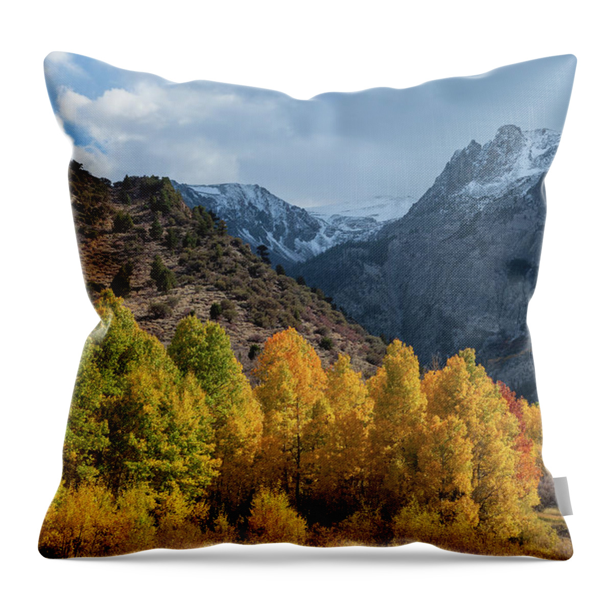 Trees Throw Pillow featuring the photograph Aspen Trees In Autumn by Jonathan Nguyen