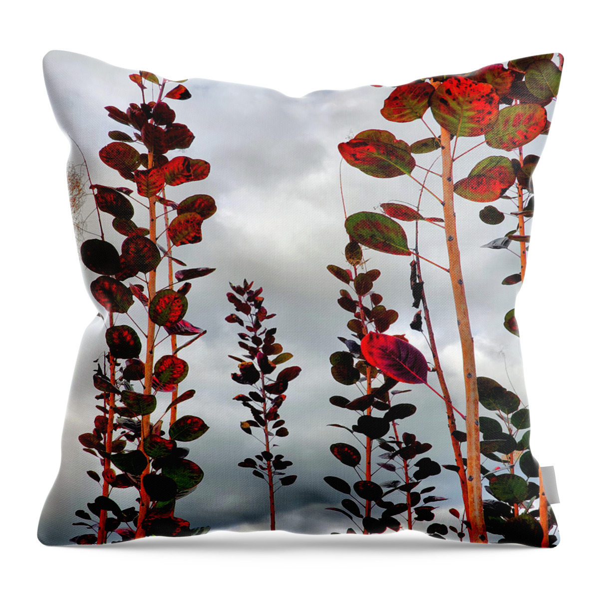 Smoke Tree Throw Pillow featuring the photograph Autumnal No. 1 - Smoke Tree with Frontal Passage Sky by Steve Ember