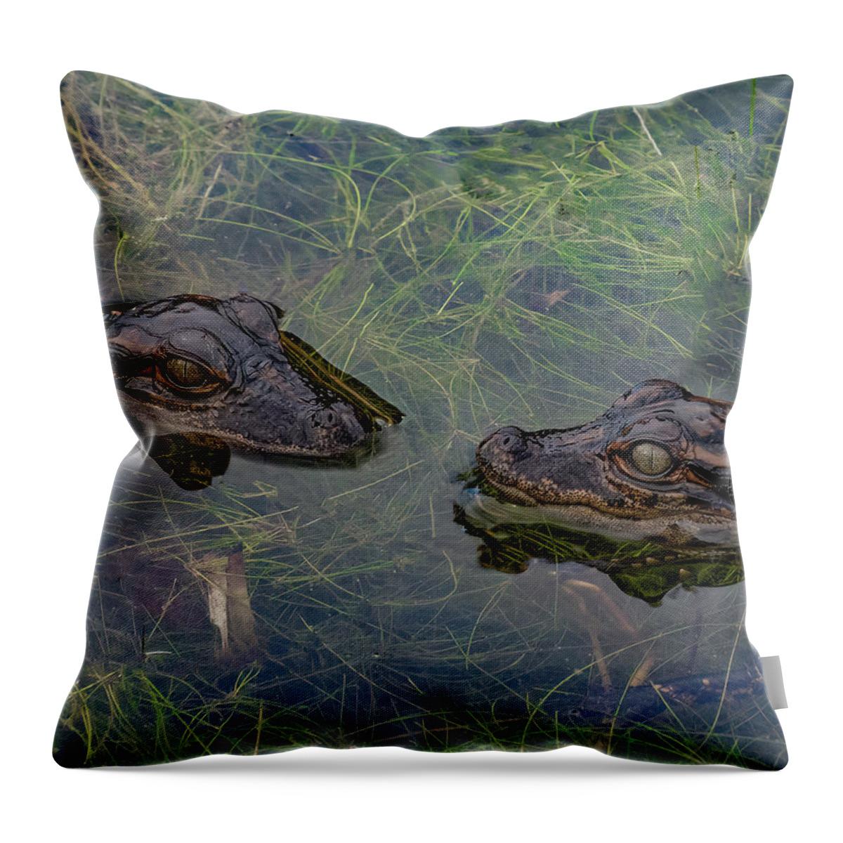 Aligator Throw Pillow featuring the photograph Baby Aligatots by Larry Marshall