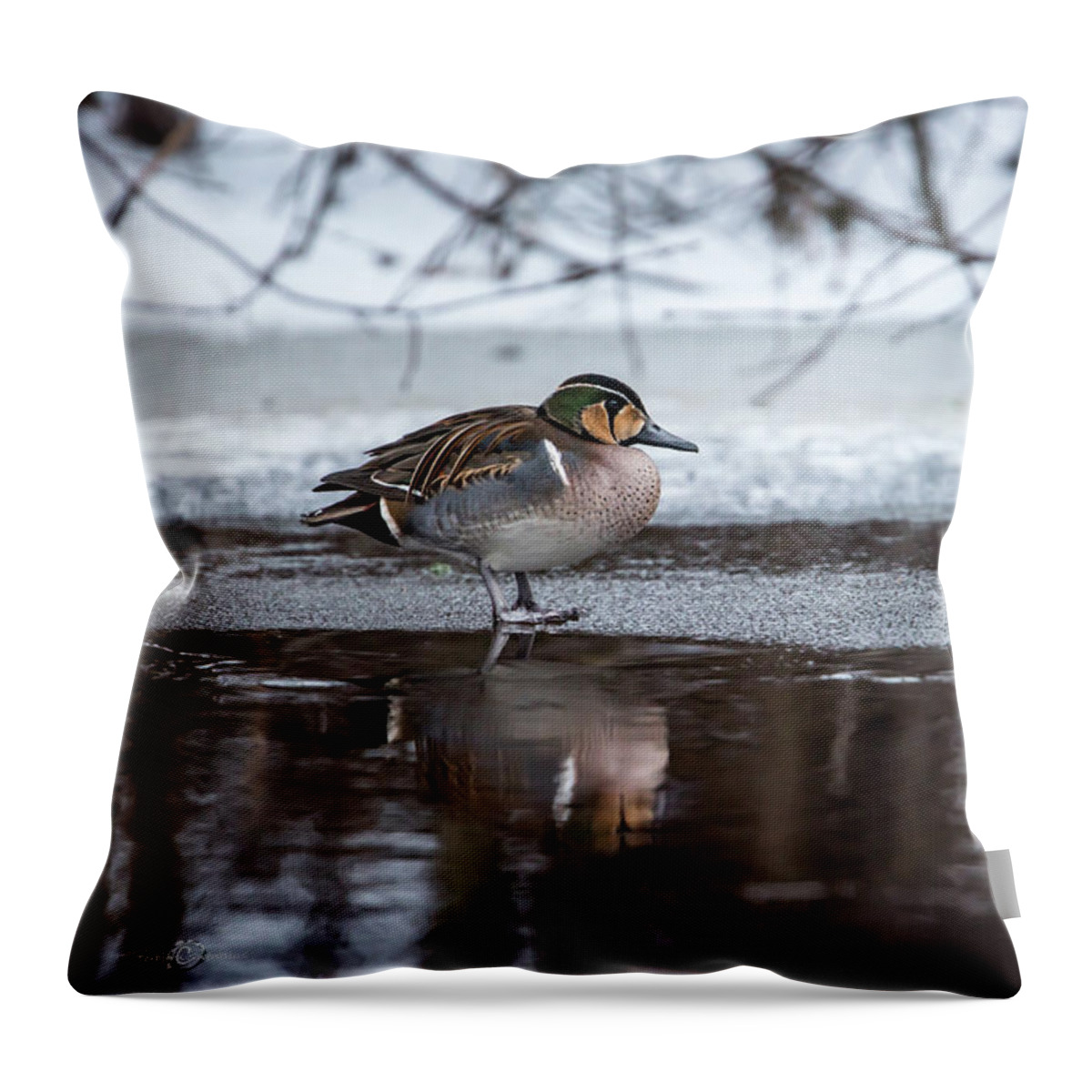 Baikal Teal Throw Pillow featuring the photograph Baikal Teal a rare visitor in Sweden by Torbjorn Swenelius