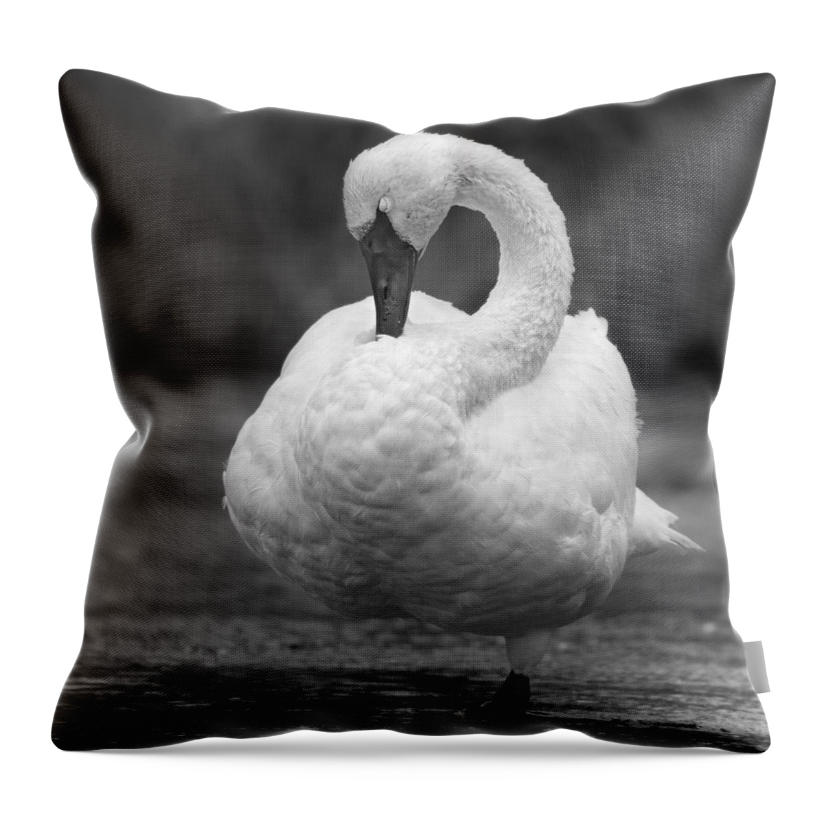 Trumpeter Swan Throw Pillow featuring the photograph Balance. by Paul Martin