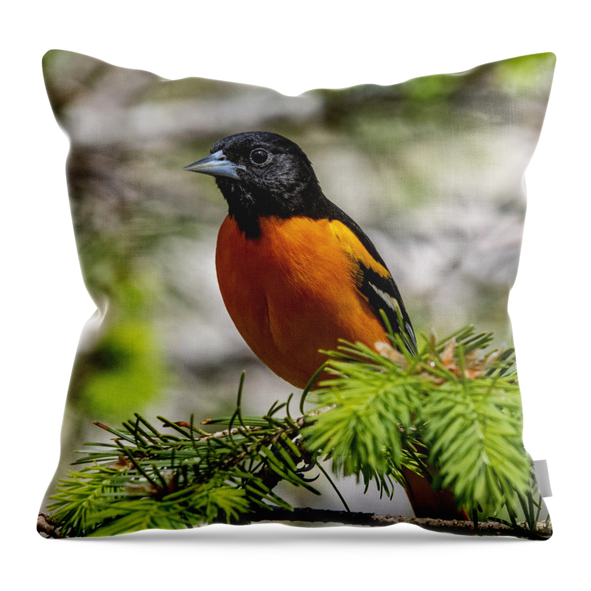 Bird Throw Pillow featuring the photograph Baltimore Oriole by Cathy Kovarik