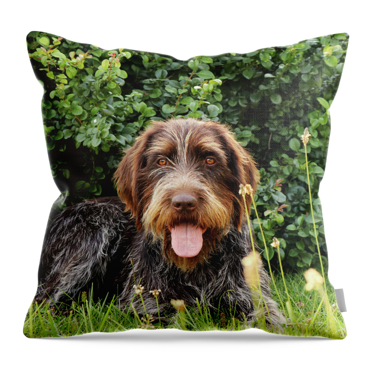 Dog Throw Pillow featuring the photograph Barbu tcheque typical for czech republic lying in shadow during hot summer days. Female dog with tongue out is looking at camera. Outdoor activities. Tired after hunting. Happy expression by Vaclav Sonnek