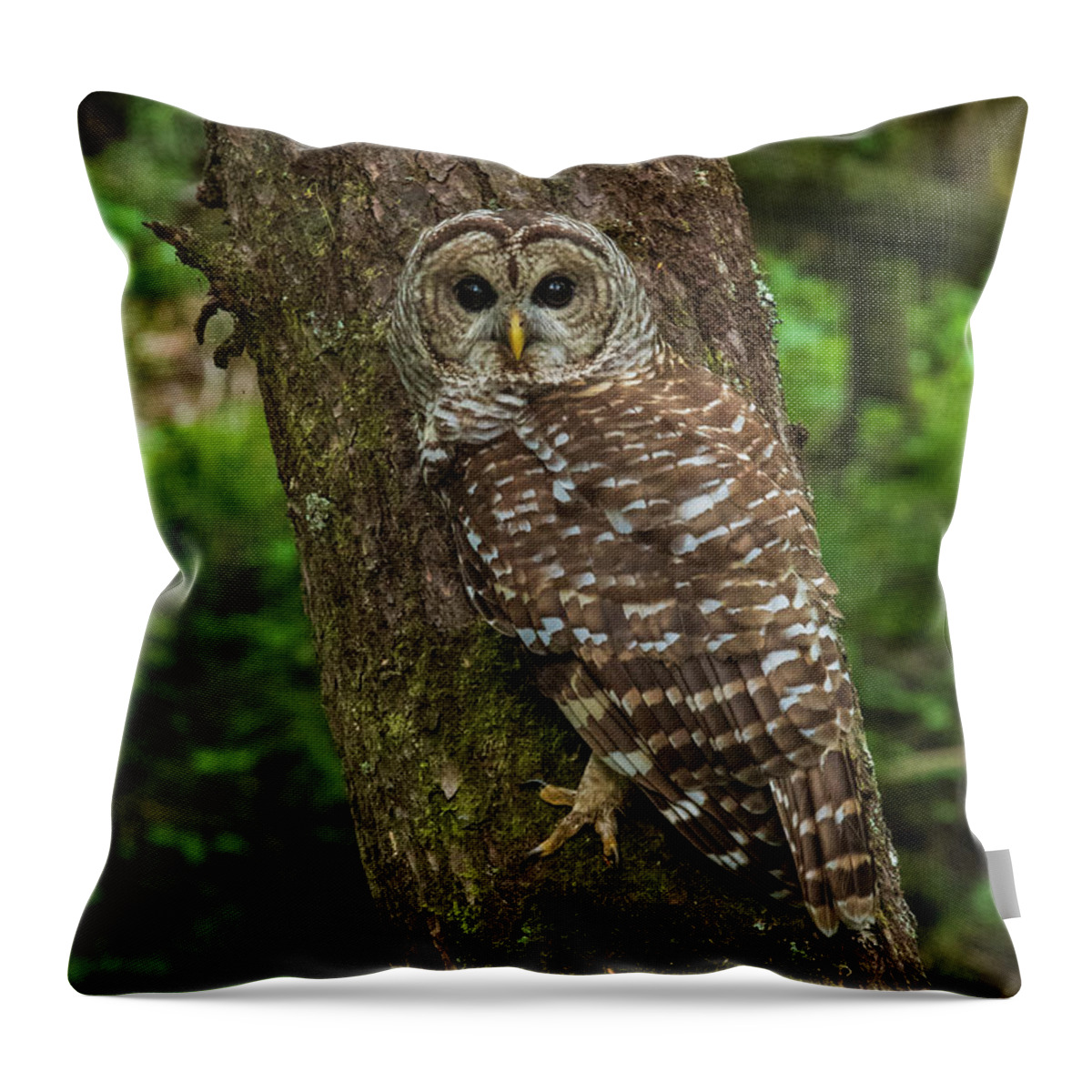 Great Smoky Mountains National Park Throw Pillow featuring the photograph Barred Owl 1 by Melissa Southern