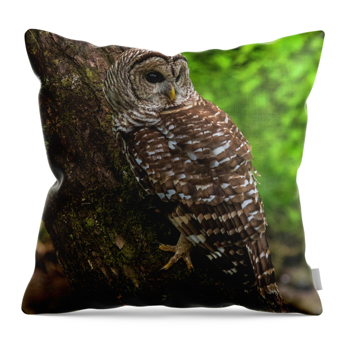 Great Smoky Mountains National Park Throw Pillow featuring the photograph Barred Owl 2 by Melissa Southern