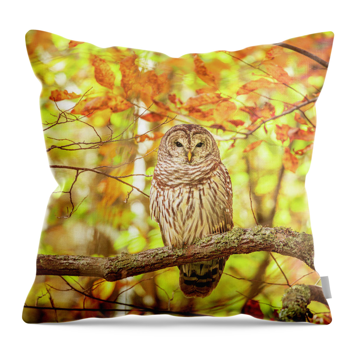 Barred Owl Throw Pillow featuring the photograph Barred Owl In Autumn Natchez Trace MS by Jordan Hill