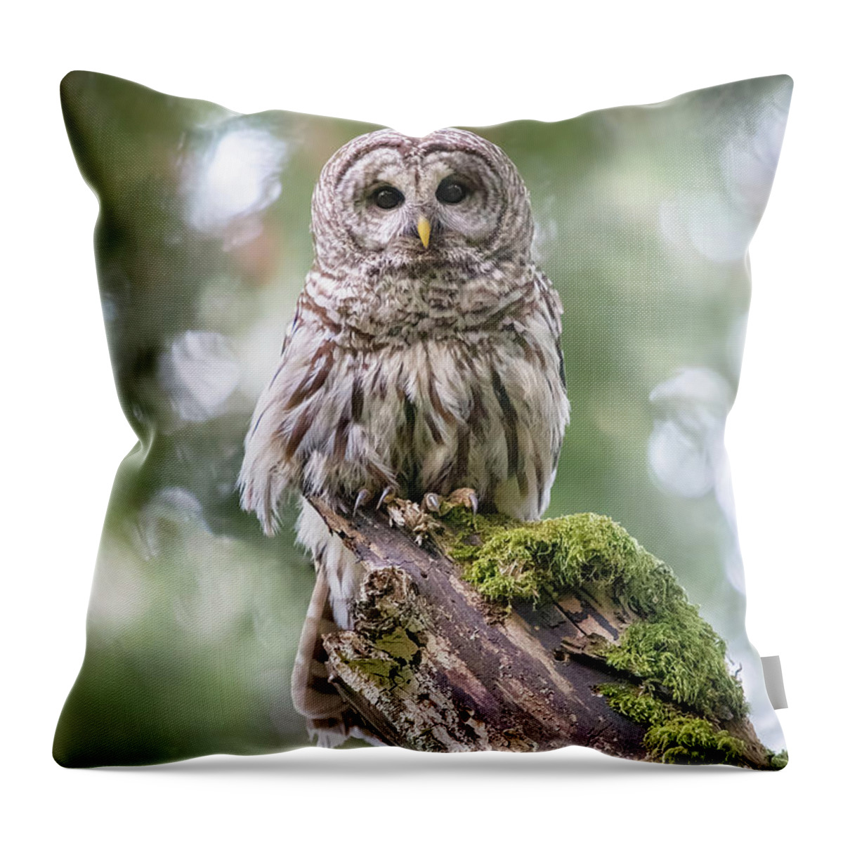Barred Owl Throw Pillow featuring the photograph Barred Owl Stare by Michael Rauwolf